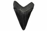 Serrated, Juvenile Megalodon Tooth - South Carolina #375915-1